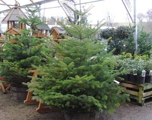 Nordman Fir Christmas Tree on Retail